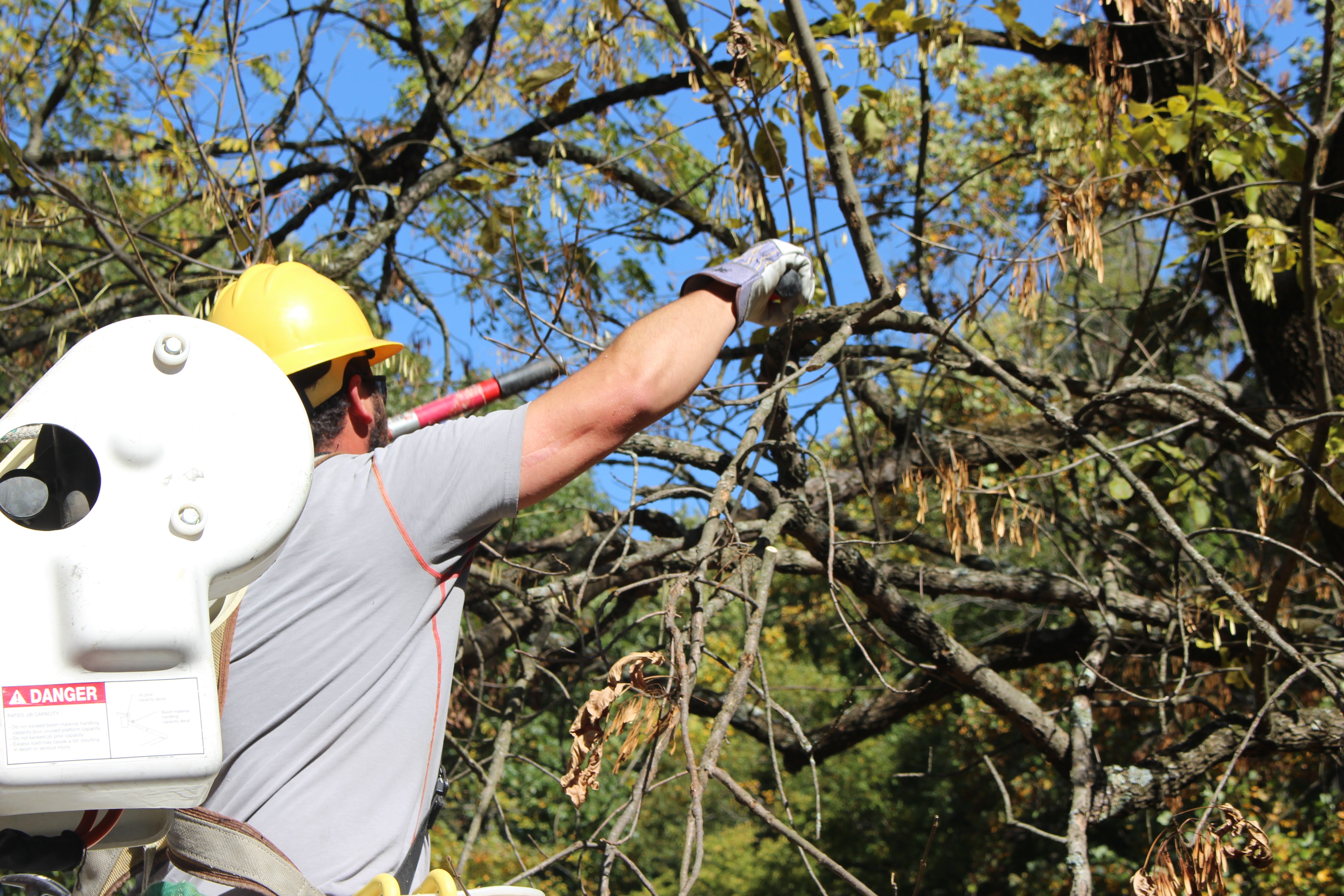 trimming trees